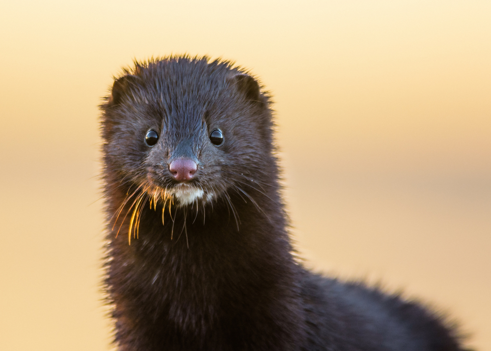 Norka amerykańska, fot. shutterstock