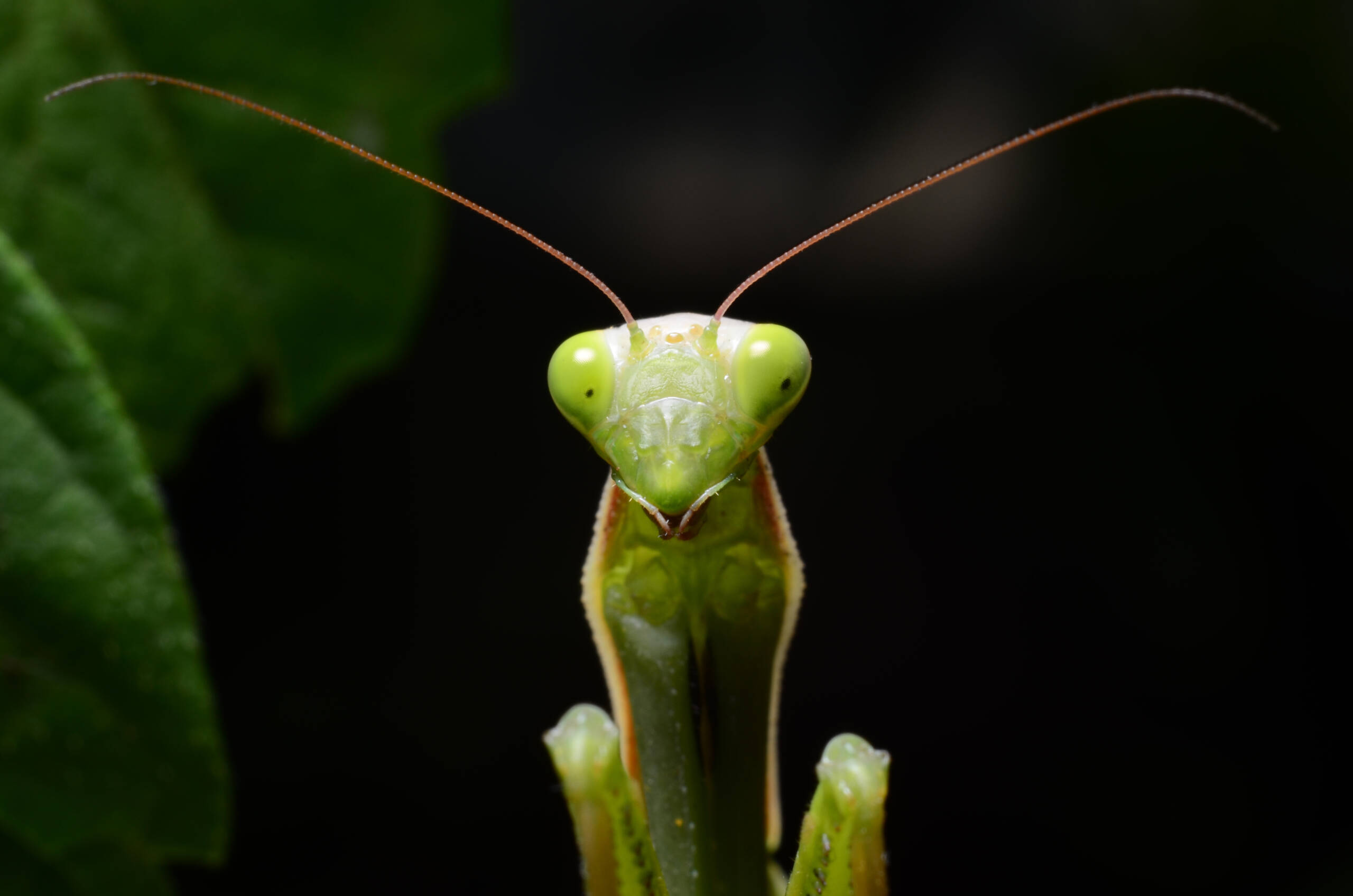 Modliszka zwyczajna, fot. shutterstock