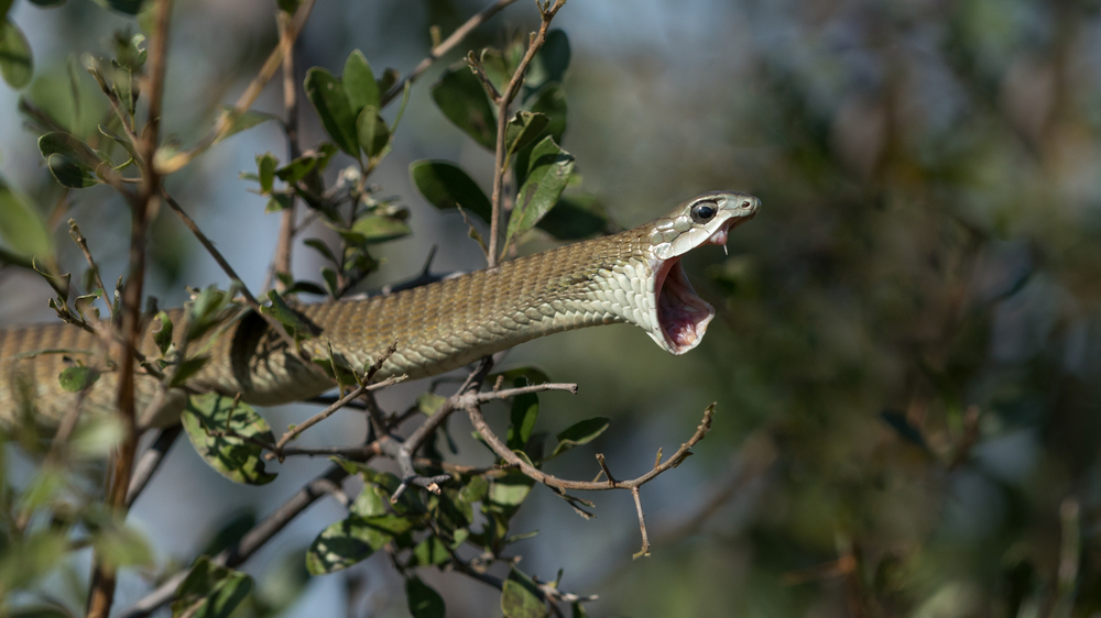 Samica Boomslang (Dispholidus typus), fot. shutterstock