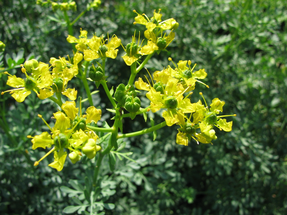 Żółte kwiecie ruty zwyczajnej, fot. shutterstock