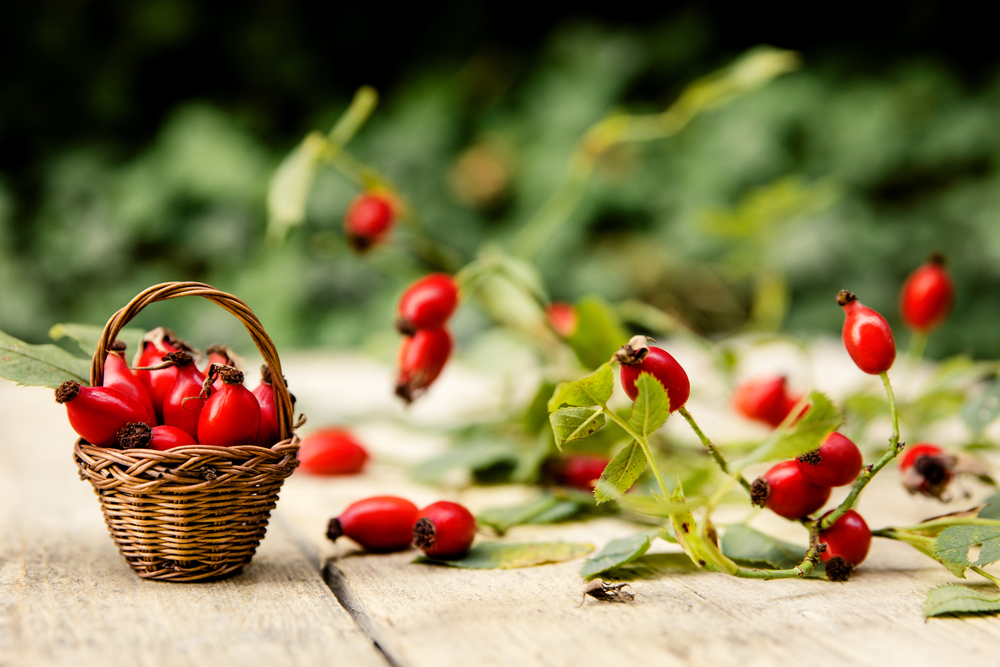 Najlepsza pora na zbieranie owoców dzikiej róży przypada na wrzesień i październik. Źródło: shutterstock