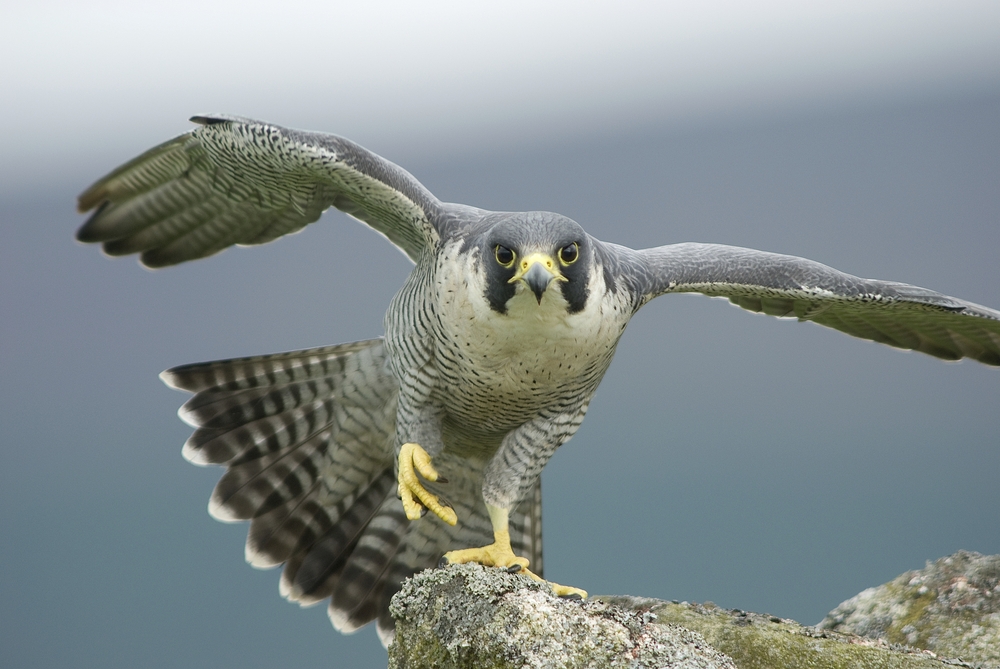 Sokół wędrowny, fot. shutterstock