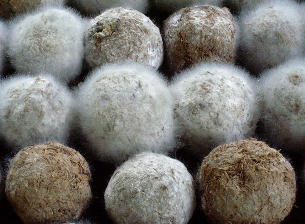 Kulki z efektywnym mikroorganizmami. Źródło: shutterstock