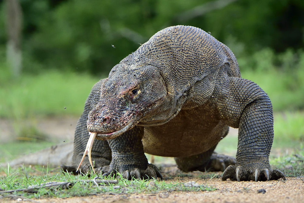 Waran z komodo to największa jaszczurka żyjąca na ziemi, fot. shutterstock