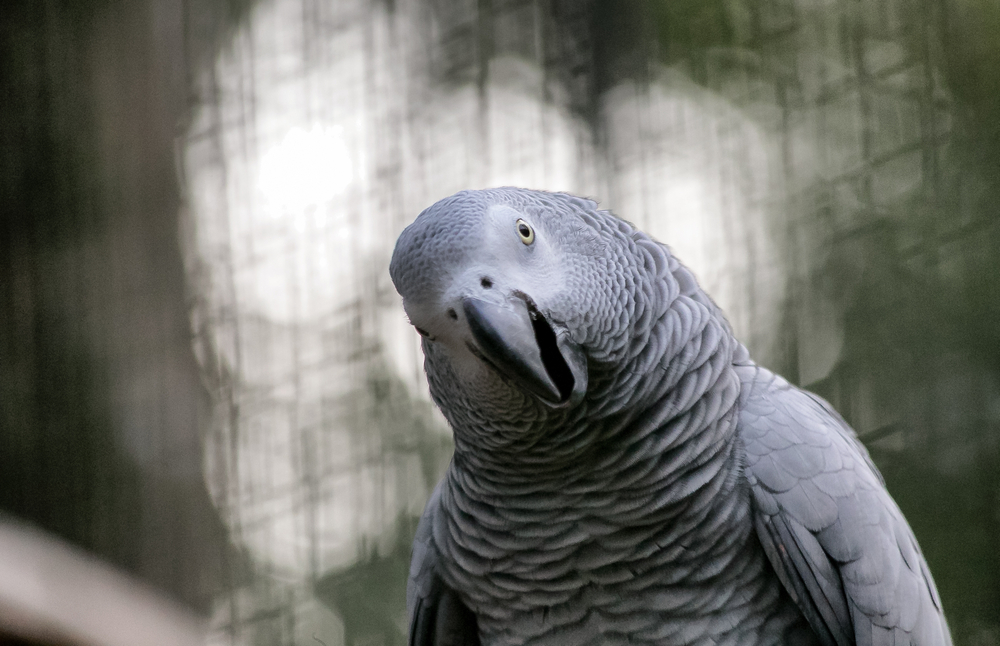Szara papuga, fot. shutterstock