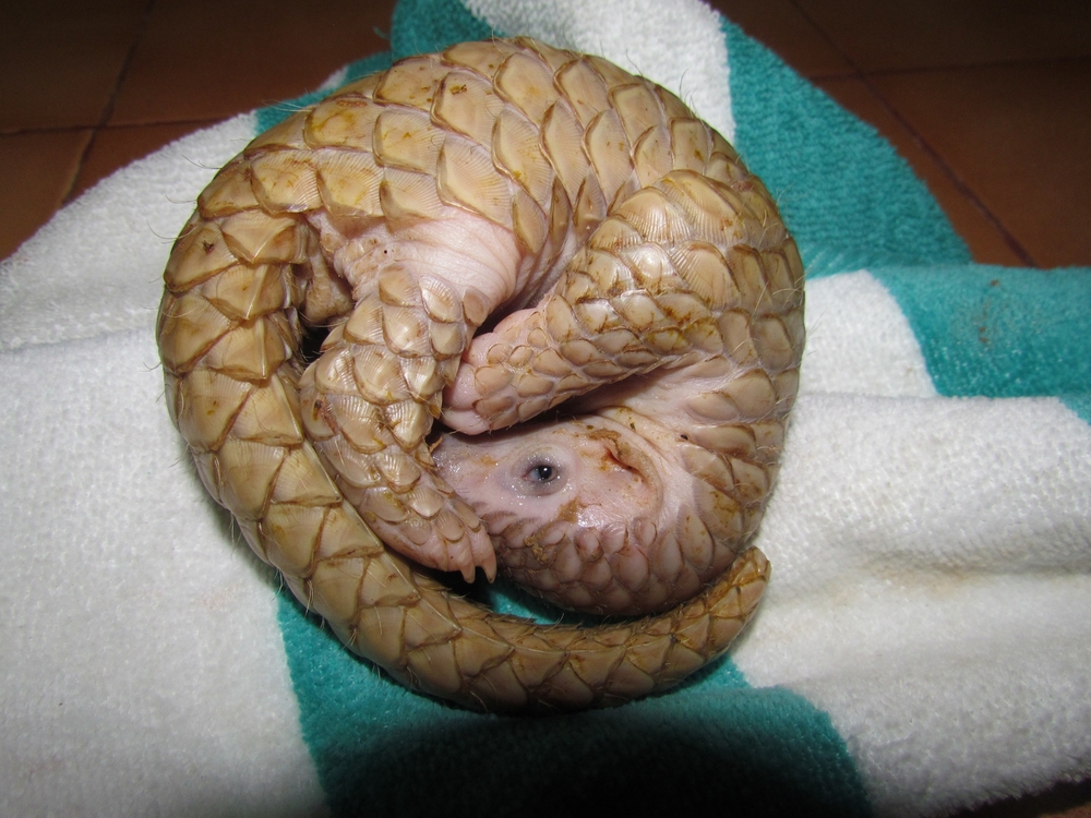 Sproszkowane łuski łuskowca wykorzystuje tradycyjna medycyna chińska i wietnamska, fot. shutterstock