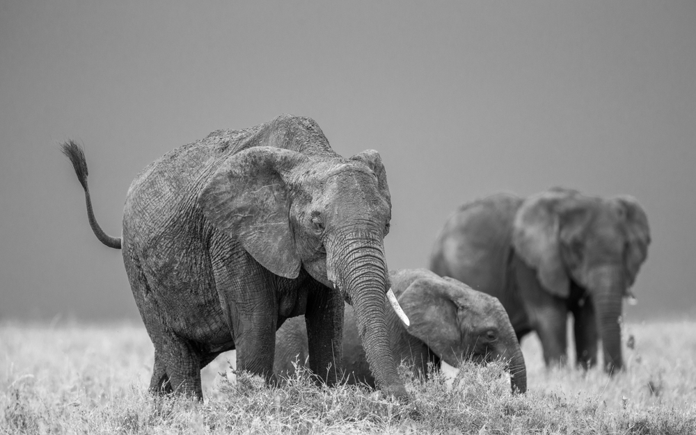fot. shutterstock