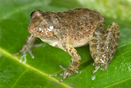 Fot.: Żaba oślepiona przez pasożyta (University of California)
