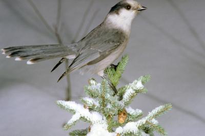 Sójka kanadyjska, Perisoreus canadensis,Gray Jay