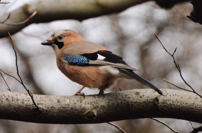 Fot.: Sójka - ptak pospolity w parkach miast (boaedon.pl)