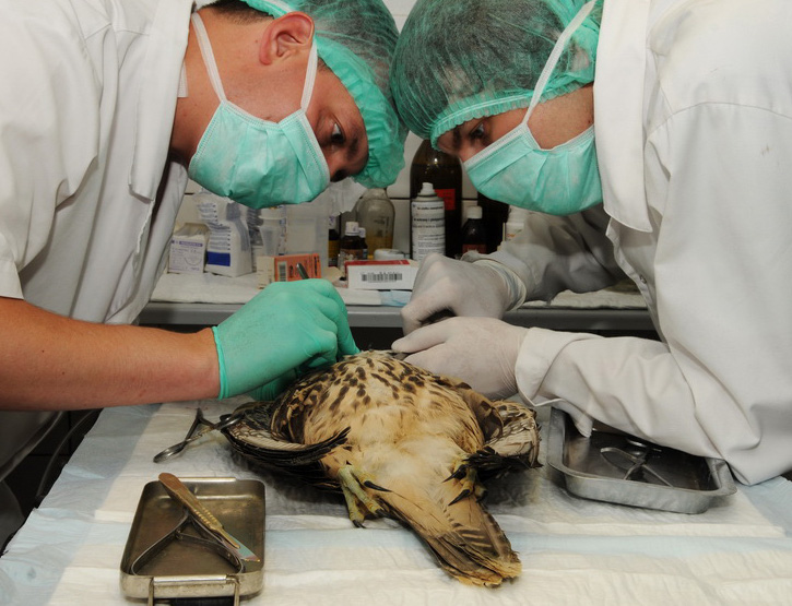 Ranny sokół z Austrii w trakcie zabiegu. Fot. Iwona i Paweł Czadowscy, źródło: Ośrodek Rehabilitacji Zwierząt Chronionych