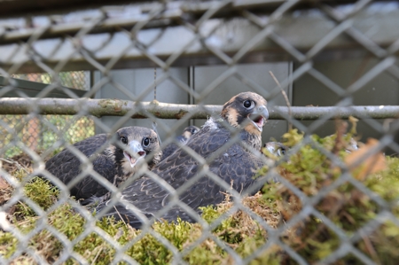 Reintrodukcja sokoła wędrownego