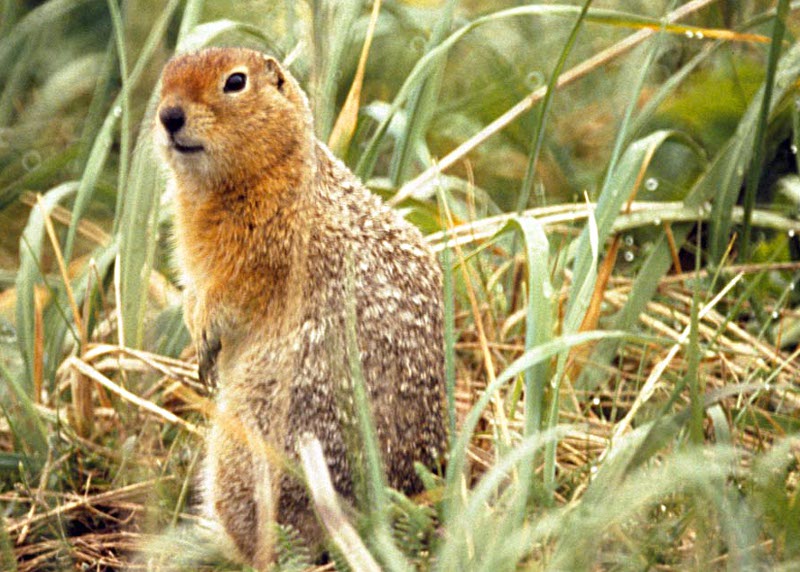 Suseł północny/ Wikipedia