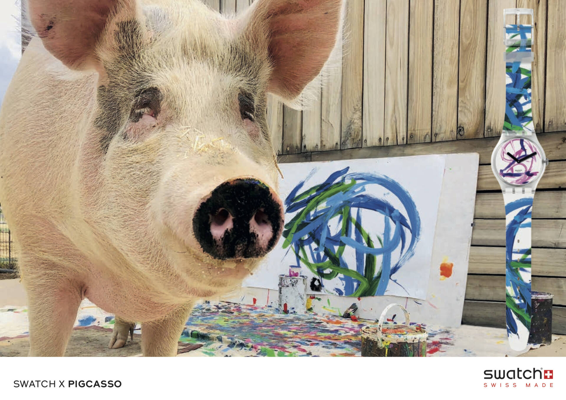 pigcasso.org