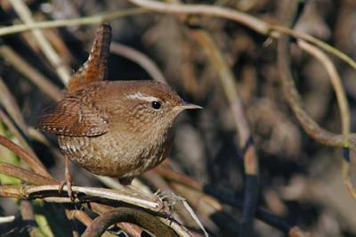 Strzyżyk, Troglodytes troglodytes, Eurasian Wren