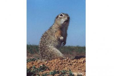 Suseł perełkowany, Spermophilus suslicus, speckled ground squirrel