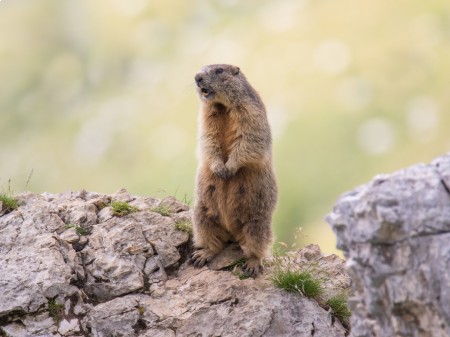 Świstak, fot. Simon Kovacic/Shutterstock