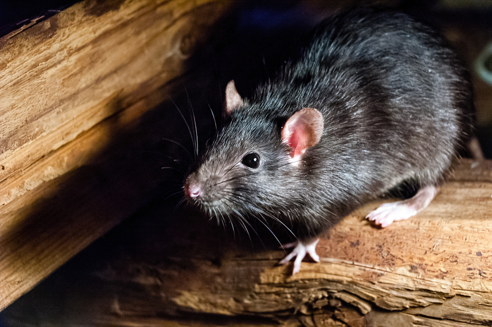 Szczur niady Charakterystyka Siedlisko I Ciekawostki O Rattus Rattus Szczur niady Charakterystyka Siedlisko I Ciekawostki O Rattus Rattus