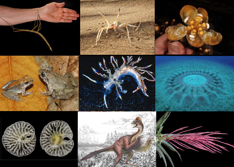 SUNY College of Environmental Science i leśnego (EFS) opublikował listę 10 najciekawszych i najbardziej zaskakujących gatunków odkrytych w 2015 roku