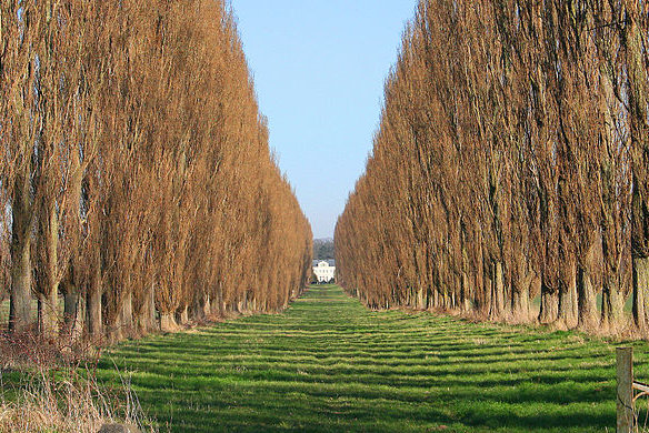 fot. Jean-Pol GRANDMONT/Wikipedia CC