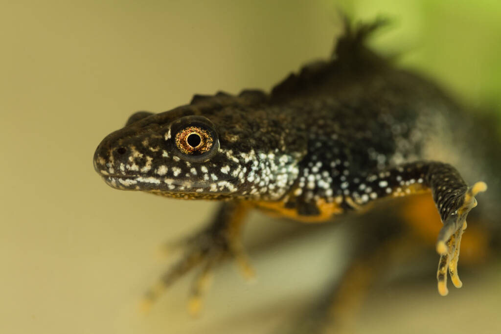 Traszka grzebieniasta, fot. Kacper Kowalczyk