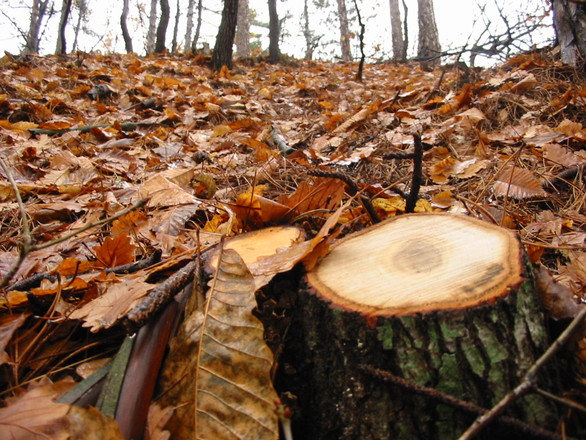 Freeiages.com/Janos Rusiczki