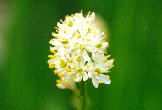 Triantha occidentalis, źródło: Wikimedia