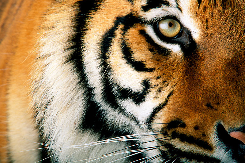 Tygrys bengalski © National Geographic Stock, Michael Nichols, WWF