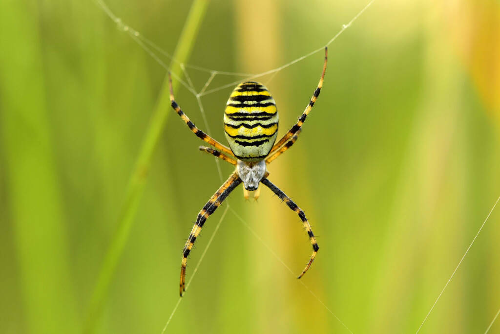 Tygrzyk paskowany, fot. Kacper Kowalczyk