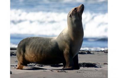 Uchatka kalifornijska, Zalophus californianus,  California Sea Lion