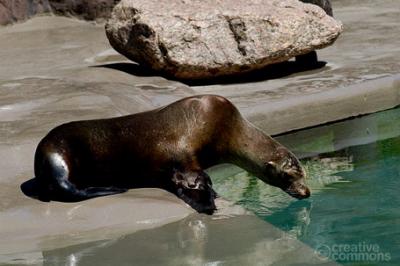 Uchatka kalifornijska, Zalophus californianus,  California Sea Lion