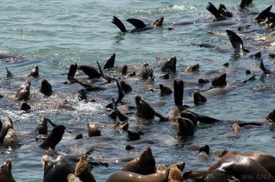 Uchatka kalifornijska, Zalophus californianus,  California Sea Lion