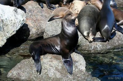 Uchatka kalifornijska, Zalophus californianus,  California Sea Lion