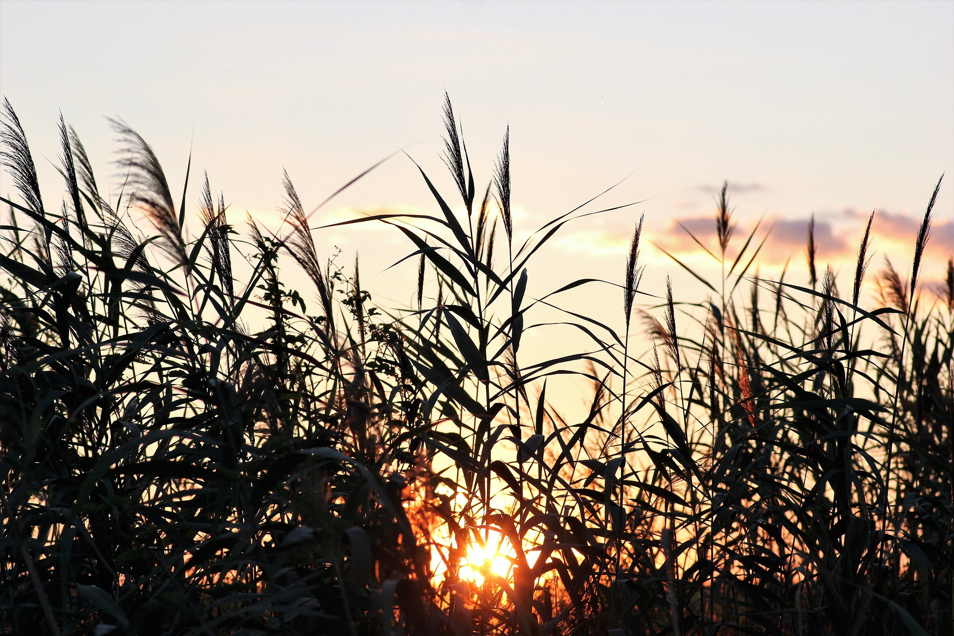 Uprawa trzicny cukrowej. pixabay.com