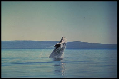 Wal szary, źródło: National Marine Mammal Laboratory (NOAA)