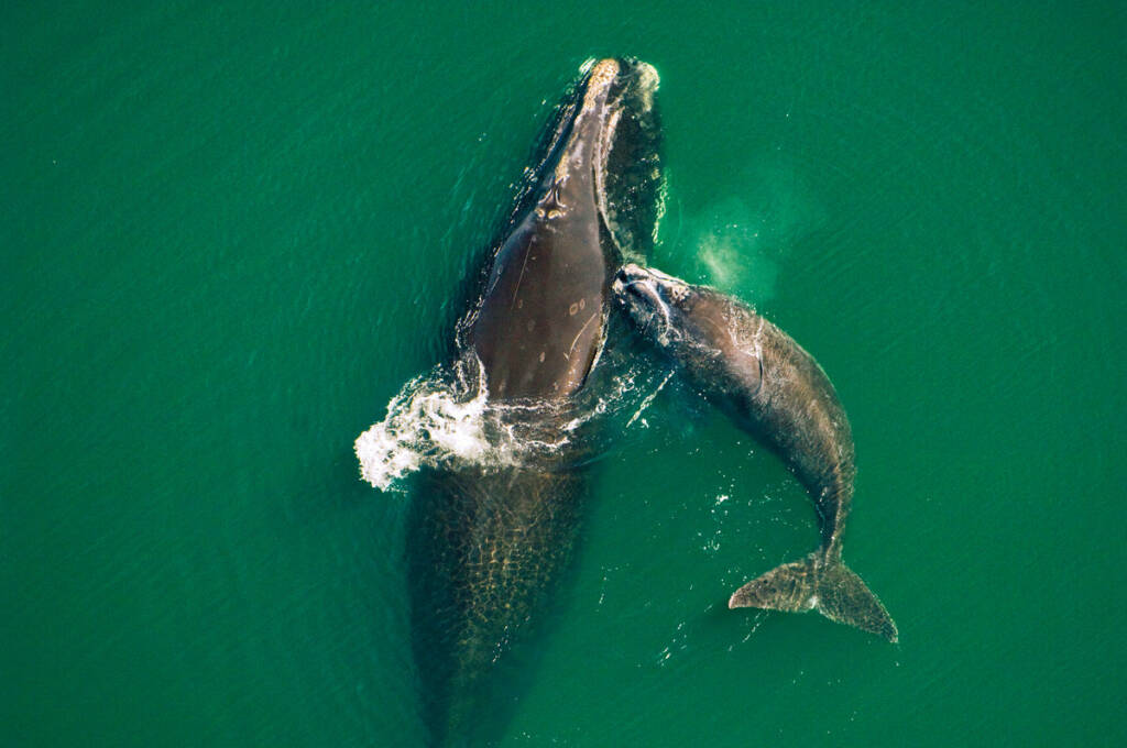 Każdego roku w wyniku przypadkowego zaplątania w narzędzia połowowe na świecie ginie co najmniej 300 000 waleni. © Brian J. Skerry / National Geographic Stock / WWF