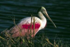 Warzęcha różowa - opis, wygląd, występowanie