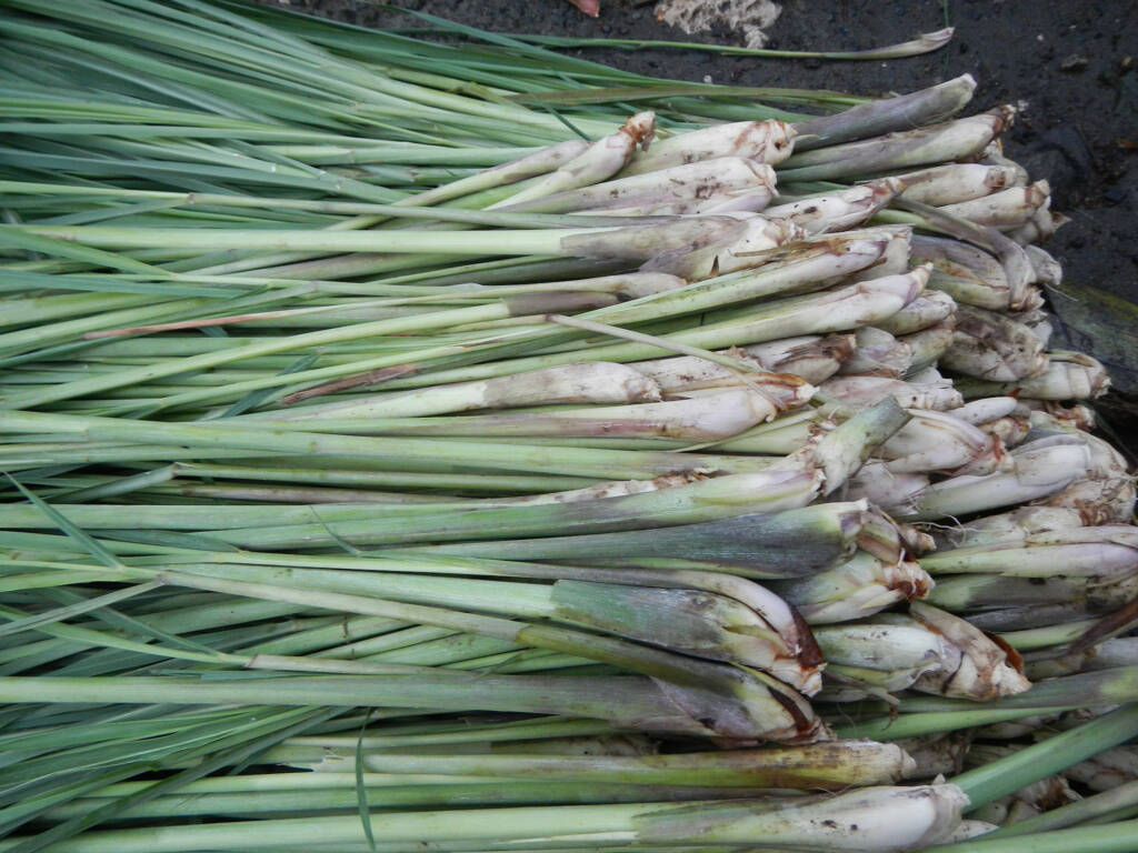 Trawa cytrynowa to gatunek orientalny. Posiada zarówno walory ozdobne, jak i kulinarne oraz lecznicze. By Ramon FVelasquez [CC BY-SA 3.0 (https://creativecommons.org/licenses/by-sa/3.0)], from Wikimedia Commons