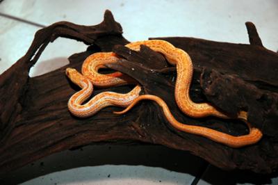 Wąż byczy, Pituophis catenifer, Pacific gopher snake