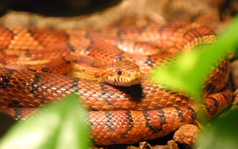 Wąż zbożowy, zbożówka (Pantherophis guttatus), fot. Mike Wesemann --> Mwx/ Wikipedia