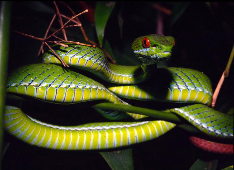 Trimeresurus rubeus © Peter Paul van Dijk / Darwin Initiative/ WWF