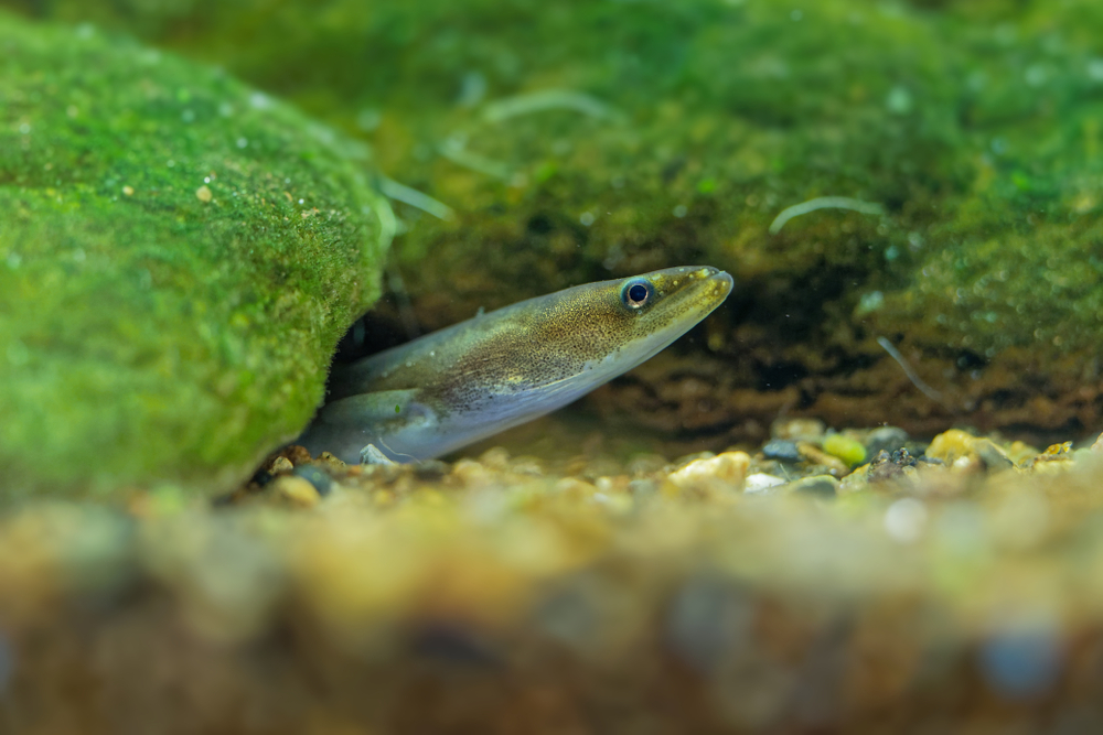Węgorz europejski, fot. Martin Pelanek/Shutterstock