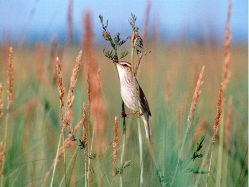 Wodniczka (Acrocephalus paludicola), fot. OTOP