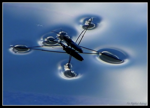 Wodny biegacz – zdjęcie zdobyło Wyróżnienie Jury w konkursie na Zdjęcie Roku Ekologia.pl/ Fot. Andrzej Rafalont