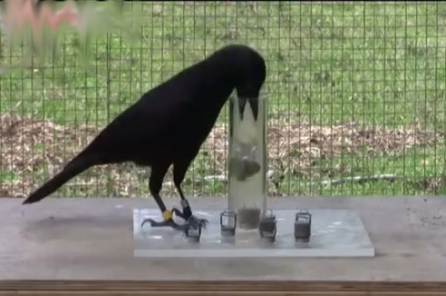 Wrona brodata, fot. youtube.com