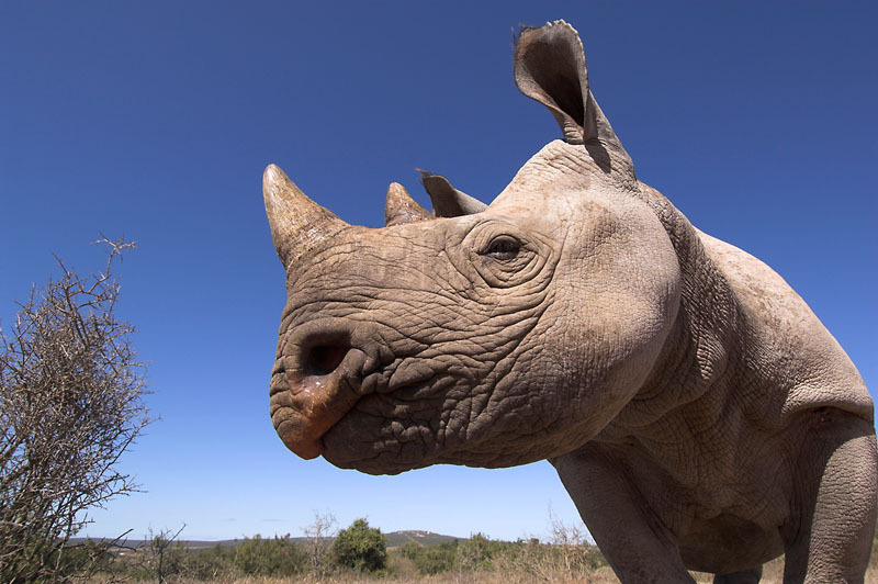 Najwięcej nosorożców zginęło w znanym Parku Narodowym Krugera. W 2013 roku kłusownicy zabili tam aż 606 nosorożców! © naturepl.com /Mark Carwardine / WWF