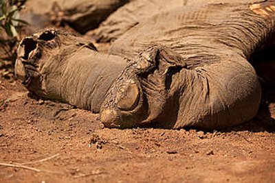 © WWF-Canon / Green Renaissance
