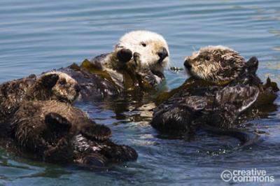 Wydra morska, Enhydra lutris sea otter