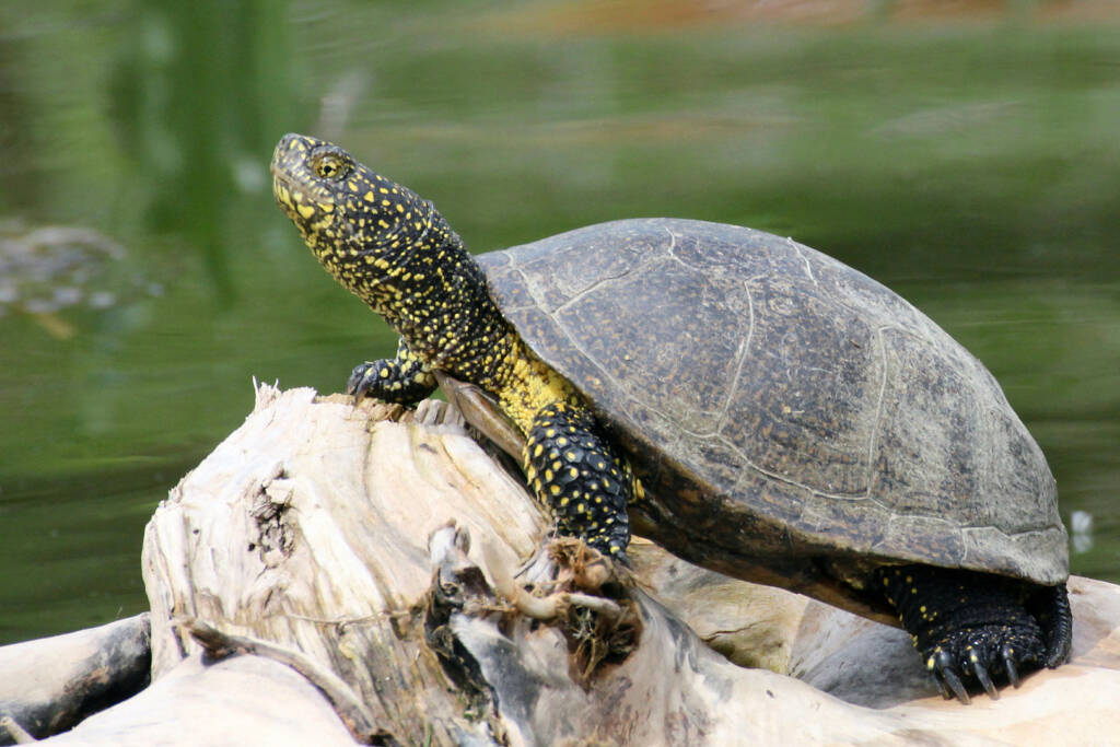 Żółw błotny, fot. Kacper Kowalczyk