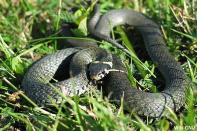 Zaskroniec zwyczajny, Natrix natrix, Grass Snake